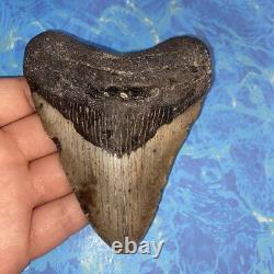 Megalodon Shark Tooth 4.39 Huge Teeth Meg Scuba Diver Direct Fossil Nc 9930