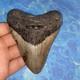 Megalodon Shark Tooth 4.39 Huge Teeth Meg Scuba Diver Direct Fossil Nc 9930