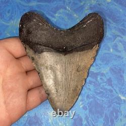 Megalodon Shark Tooth 4.39 Huge Teeth Meg Scuba Diver Direct Fossil Nc 9930