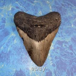 Megalodon Shark Tooth 4.39 Huge Teeth Meg Scuba Diver Direct Fossil Nc 9930