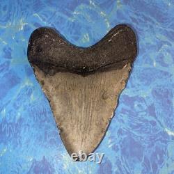 Megalodon Shark Tooth 4.39 Huge Teeth Meg Scuba Diver Direct Fossil Nc 9930
