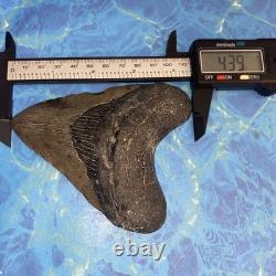 Megalodon Shark Tooth 4.39 Huge Teeth Meg Scuba Diver Direct Fossil Nc 9930