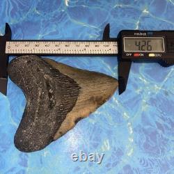 Megalodon Shark Tooth 4.39 Huge Teeth Meg Scuba Diver Direct Fossil Nc 9930