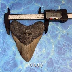 Megalodon Shark Tooth 4.39 Huge Teeth Meg Scuba Diver Direct Fossil Nc 9930