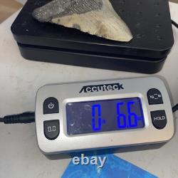 Megalodon Shark Tooth 4.39 Huge Teeth Meg Scuba Diver Direct Fossil Nc 9930