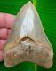 Megalodon Shark Tooth 4 & 3/16 Ashepoo River Real No Restorations