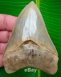 Megalodon Shark Tooth 4 & 3/16 ASHEPOO RIVER REAL NO RESTORATIONS