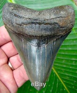 Megalodon Shark Tooth 4 & 3/16 SUPERIOR QUALITY REAL NO RESTORATIONS