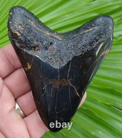 Megalodon Shark Tooth 4 & 3/16 in. JADE & BRASS TURTLE INLAY REAL FOSSIL