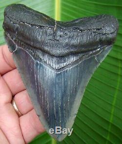 Megalodon Shark Tooth 4 & 3/16 in. REAL FOSSIL SERRTED NO RESTORATIONS