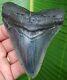 Megalodon Shark Tooth 4 & 3/16 In. Real Fossil Serrted No Restorations