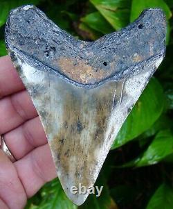 Megalodon Shark Tooth 4 & 3/16 -real Fossil No Restoration Sydni
