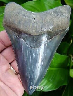 Megalodon Shark Tooth 4 & 3/4 Rare Blue Georgia Meg Natural = Sydni