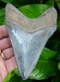 Megalodon Shark Tooth 4 & 3/4 Rare Blue Georgia Meg Natural = Sydni
