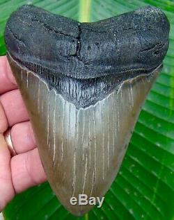 Megalodon Shark Tooth 4 & 3/4 SUPERIOR QUALITY REAL NO RESTORATIONS