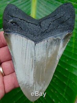 Megalodon Shark Tooth 4 & 3/4 SUPERIOR QUALITY REAL NO RESTORATIONS