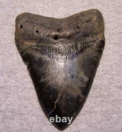 Megalodon Shark Tooth 4 3/4 Shark Teeth Extinct Jaw Fossil Huge No Repair