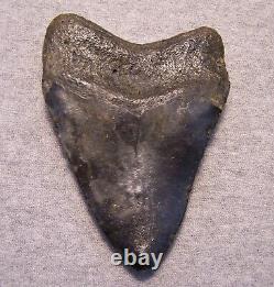 Megalodon Shark Tooth 4 3/4 Shark Teeth Extinct Jaw Fossil Huge No Repair