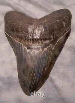 Megalodon Shark Tooth 4 3/4 Shark Teeth Extinct Jaw Fossil Nice Serrations