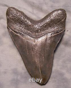 Megalodon Shark Tooth 4 3/4 Shark Teeth Extinct Jaw Fossil Nice Serrations