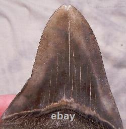 Megalodon Shark Tooth 4 3/4 Shark Teeth Extinct Jaw Fossil Nice Serrations