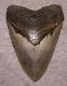 Megalodon Shark Tooth 4 3/4 Shark Teeth Extinct Jaw Fossil Scuba Megalodon