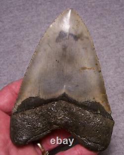 Megalodon Shark Tooth 4 3/4 Shark Teeth Extinct Jaw Fossil Scuba Megalodon