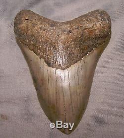 Megalodon Shark Tooth 4 3/4 Shark Teeth Fossil Megalodon No Repair Or Resto