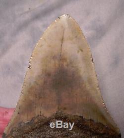 Megalodon Shark Tooth 4 3/4 Shark Teeth Fossil Megalodon No Repair Or Resto