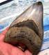 Megalodon Shark Tooth 4 3/4 Shark Teeth Giant Jaw Fossil Stunning Color Real