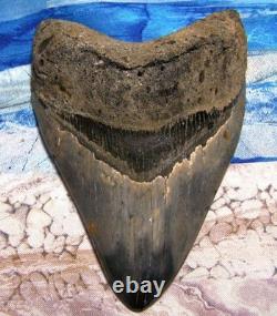 Megalodon Shark Tooth 4 3/4 Shark Teeth Giant Jaw Fossil Stunning Color Real