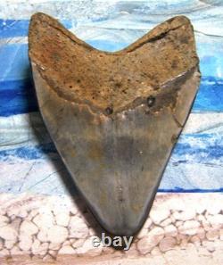 Megalodon Shark Tooth 4 3/4 Shark Teeth Giant Jaw Fossil Stunning Color Real