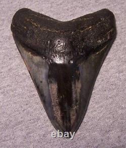 Megalodon Shark Tooth 4 3/4 Teeth Jaw Fossil Stunning Color Polished Megladon
