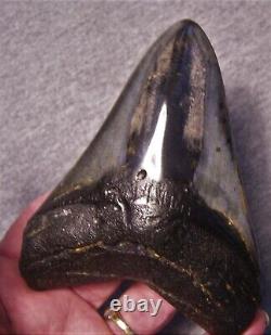 Megalodon Shark Tooth 4 3/4 Teeth Jaw Fossil Stunning Color Polished Megladon
