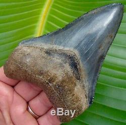 Megalodon Shark Tooth 4 & 3/4 in. RARE BLUE COLOR NO RESTORATIONS