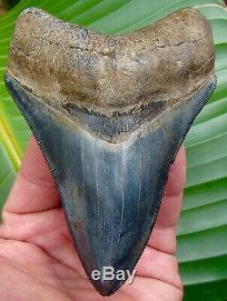 Megalodon Shark Tooth 4 & 3/4 in. RARE BLUE COLOR NO RESTORATIONS