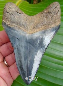 Megalodon Shark Tooth 4 & 3/4 in. RARE BLUE COLOR NO RESTORATIONS