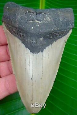 Megalodon Shark Tooth 4 & 3/4 in. REAL Fossil SERRATED NO RESTORATIONS