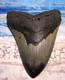 Megalodon Shark Tooth 4 3/8 Shark Teeth Big Jaw Fossil Stunning Color Polished