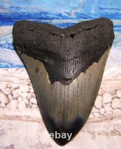Megalodon Shark Tooth 4 3/8 Shark Teeth Big Jaw Fossil Stunning Color Polished