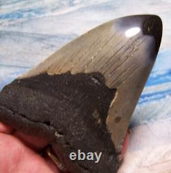 Megalodon Shark Tooth 4 3/8 Shark Teeth Big Jaw Fossil Stunning Color Polished