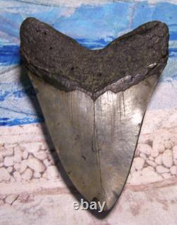 Megalodon Shark Tooth 4 3/8 Shark Teeth Big Jaw Fossil Stunning Color Polished
