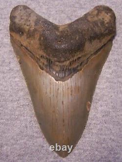 Megalodon Shark Tooth 4 3/8 Sharks Teeth Extinct Jaw Fossil Giantno Repair