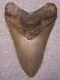 Megalodon Shark Tooth 4 3/8 Sharks Teeth Extinct Jaw Fossil Giantno Repair