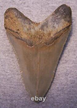 Megalodon Shark Tooth 4 3/8 Sharks Teeth Extinct Jaw Fossil Giantno Repair