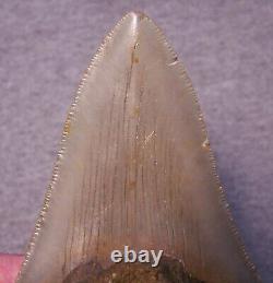 Megalodon Shark Tooth 4 3/8 Sharks Teeth Extinct Jaw Fossil Giantno Repair