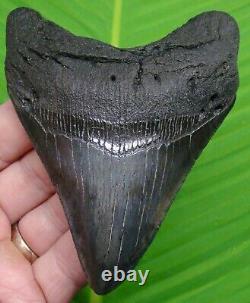 Megalodon Shark Tooth 4 & 3/8 Sharks Teeth Megladone Jaw