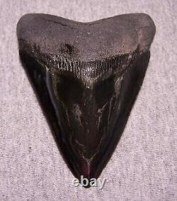 Megalodon Shark Tooth 4 3/8 Teeth Jaw Fossil Stunning Color Polished Megladon