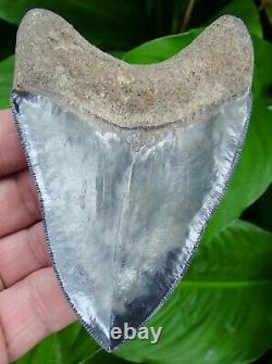 Megalodon Shark Tooth 4 & 3/8 Ultra Serrated 100% Natural = Sydni