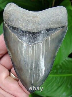 Megalodon Shark Tooth 4 & 3/8 Ultra Serrated 100% Natural = Sydni